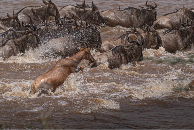 13 Days 12 Nights Kenya Tanzania Migration Photo Tour