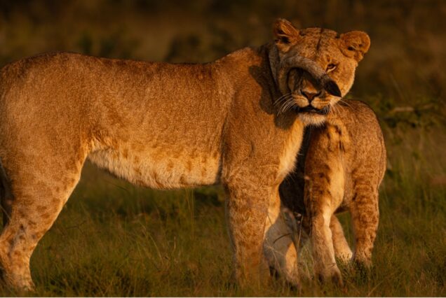 9 Days 8 Nights Kenya Big Cats Photo Tour