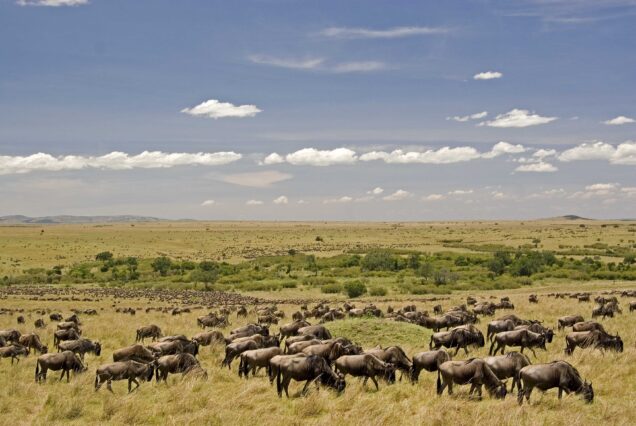 10 Days 9 Nights Kenya Tanzania Wildebeest Crossing Experience