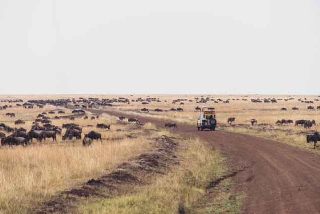 11 Days 10 Nights Kenya Tanzania Wildebeest Migration Trails