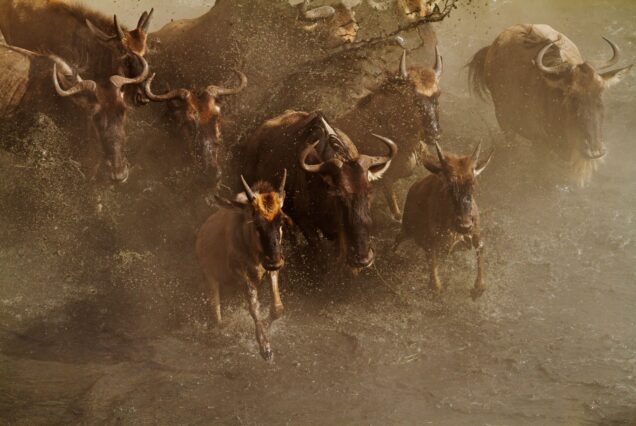 12 Days 11 Nights Kenya Tanzania Great Migration Safari