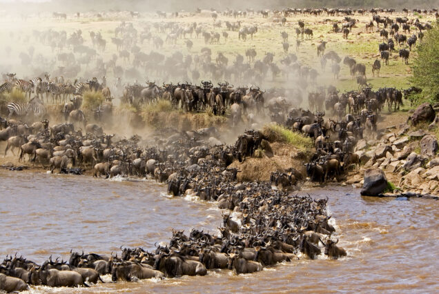 13 Days 12 Nights Ultimate East African Migration Safari