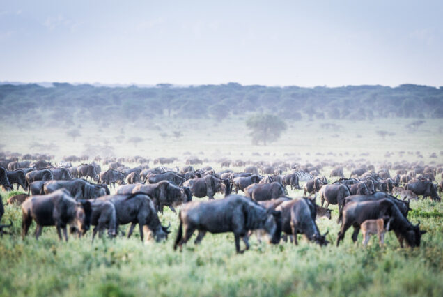 9 Days 8 Nights Kenya Tanzania Great Migration Wild Wonders