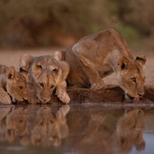 7-Day Masai Mara, Serengeti & Ngorongoro Crater Safari