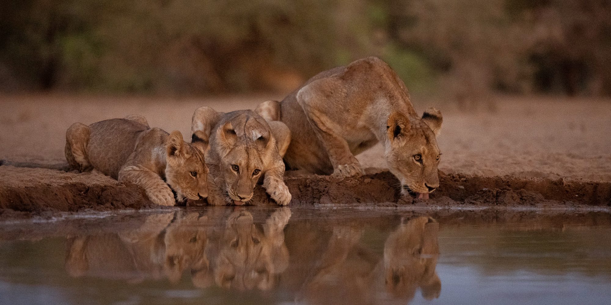 9 Days 8 Nights Kenya Big Cats Photo Tour