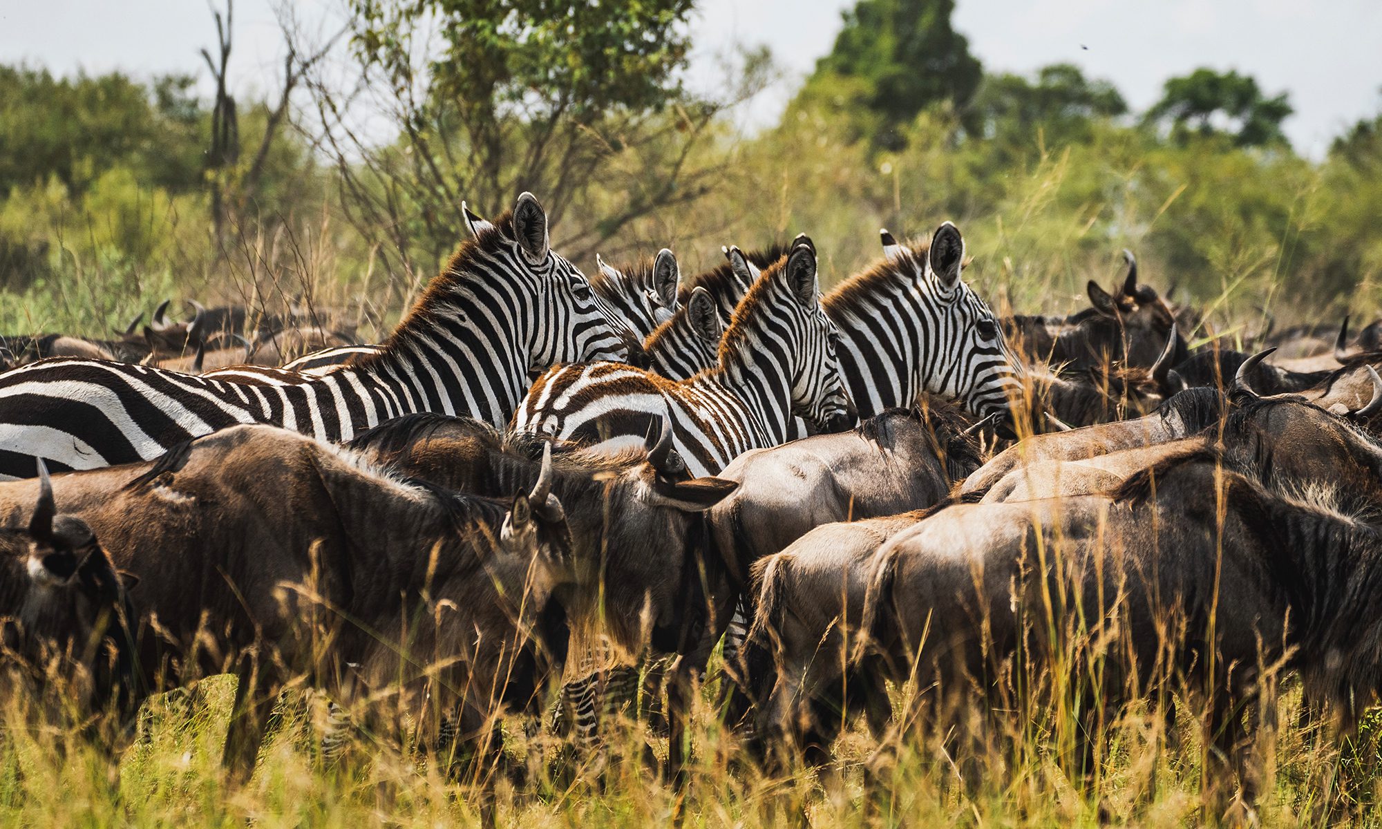 13 Days 12 Nights Kenya Tanzania Migration Photo Tour