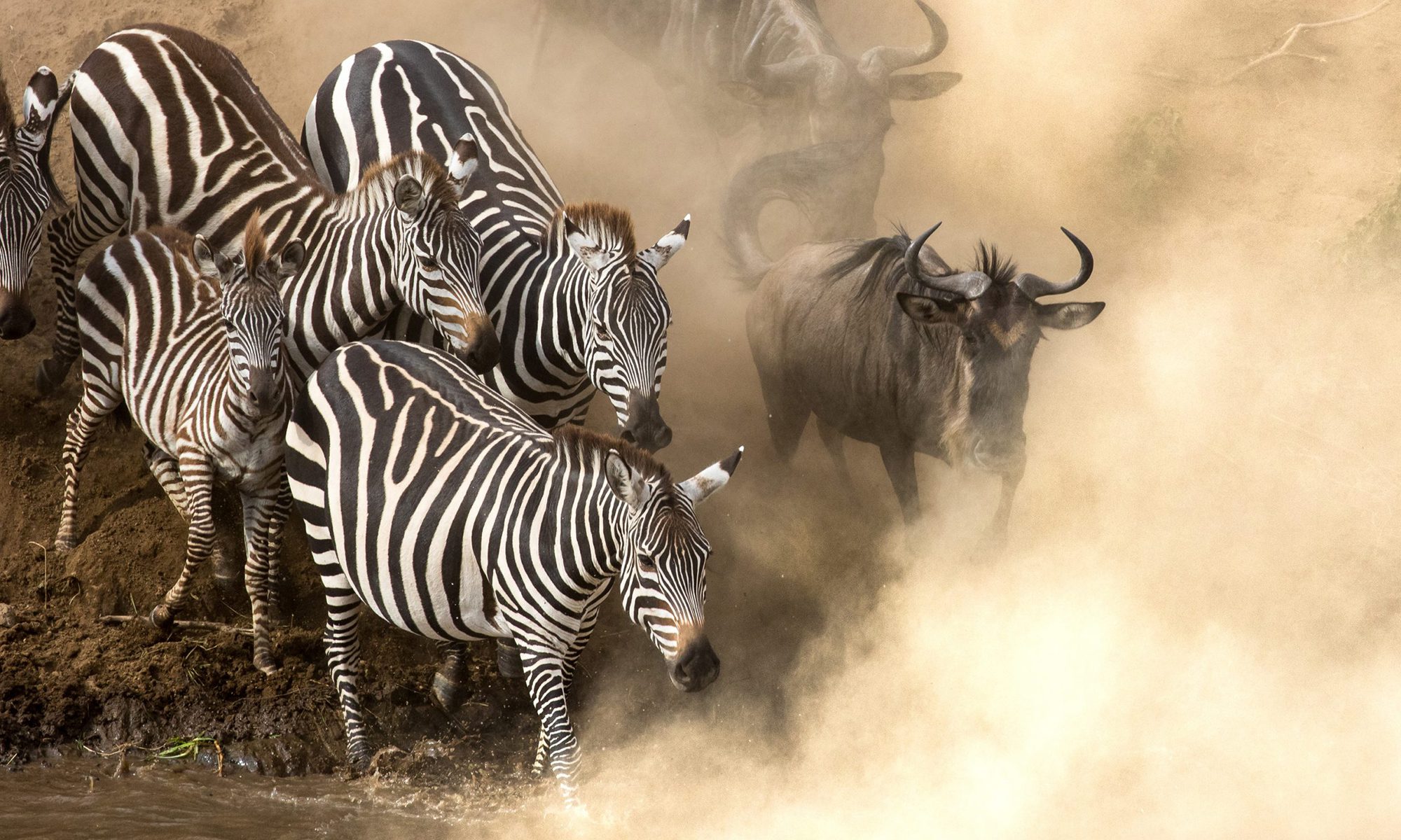13 Days 12 Nights Ultimate East African Migration Safari