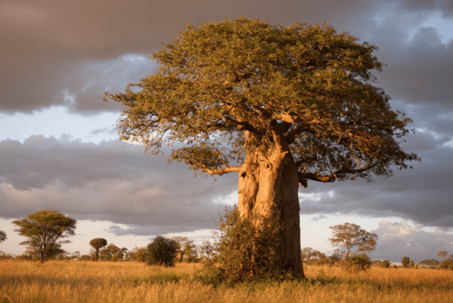 Tarangire National Park