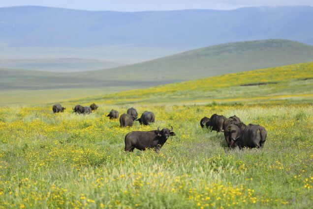 Ngorongoro Conservation Area