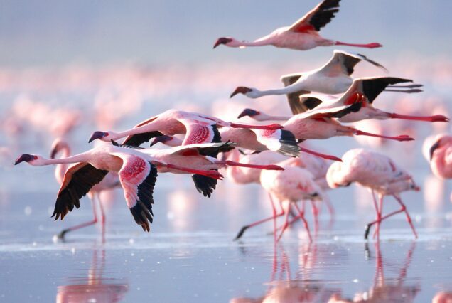 Lake Nakuru National Park