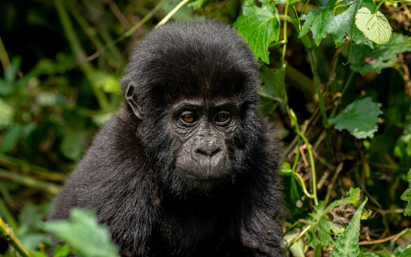 9-Day Luxury Safari & Gorilla Trekking