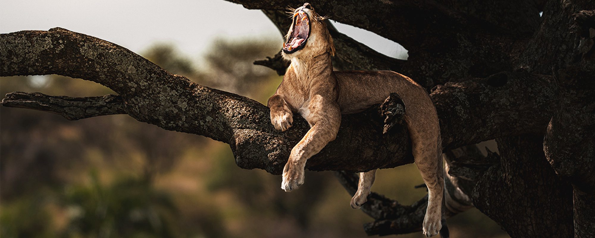 Queen Elizabeth National Park