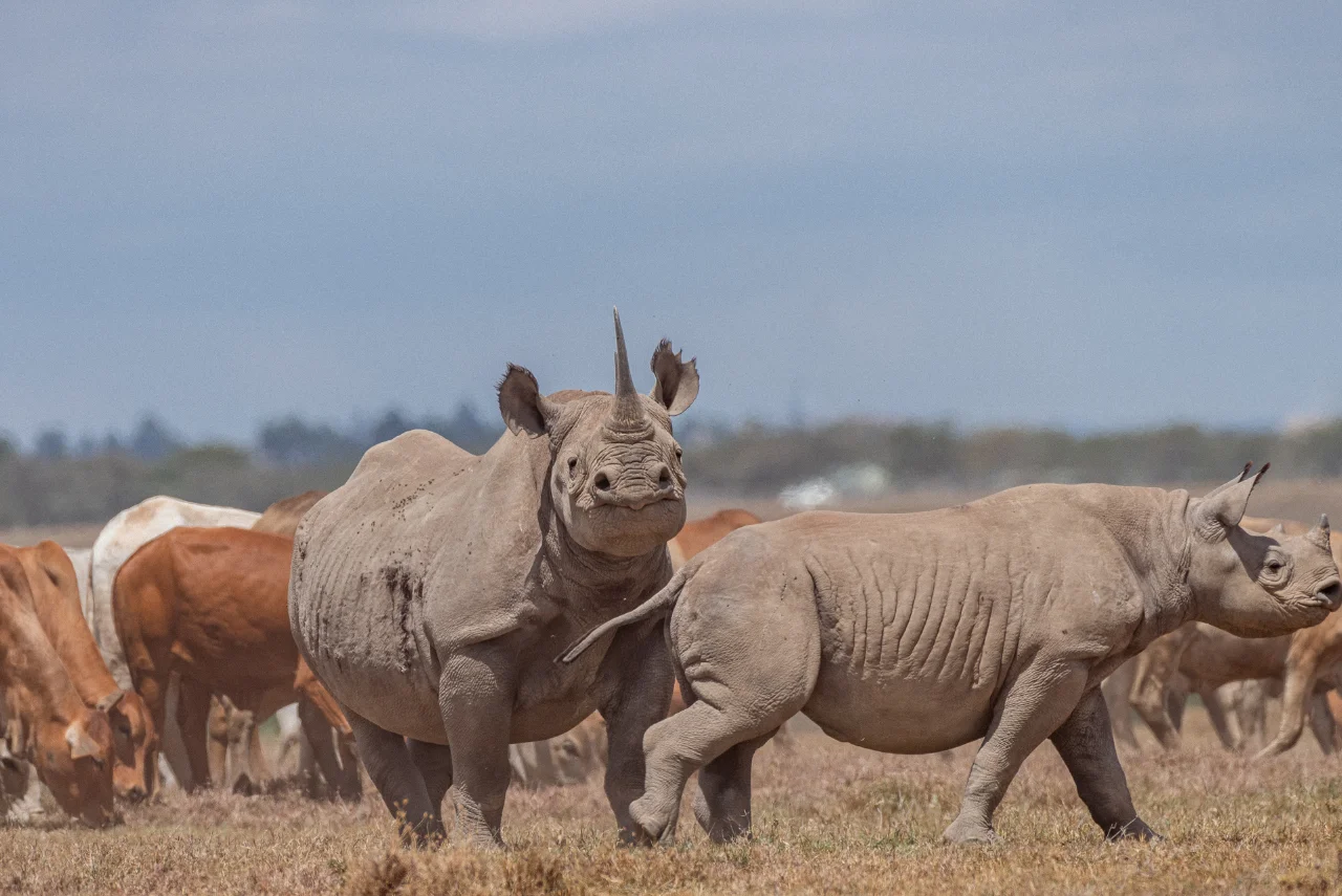Ol Pejeta Conservancy