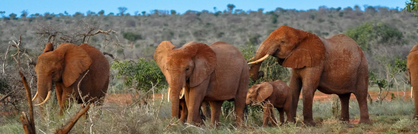 Tsavo East National Park