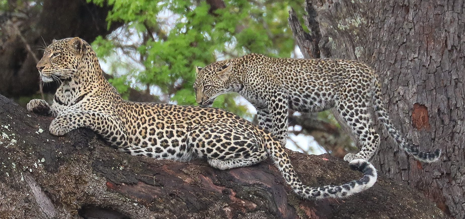 Tsavo West National Park