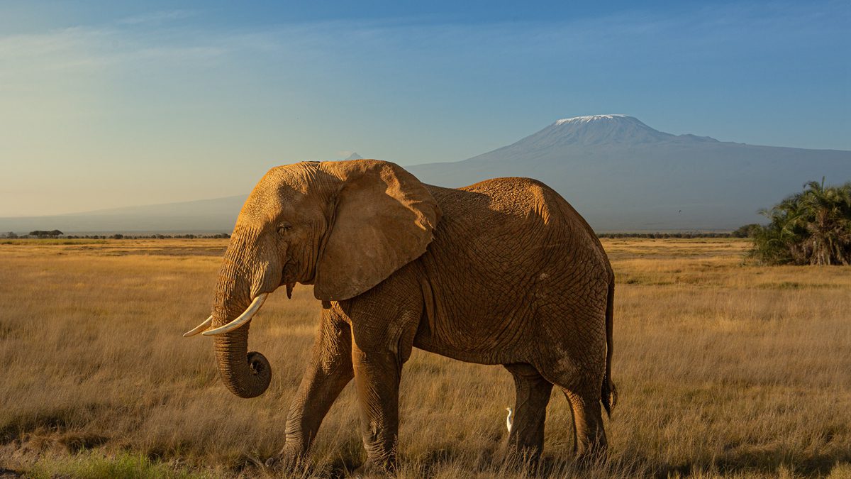Amboseli National Park