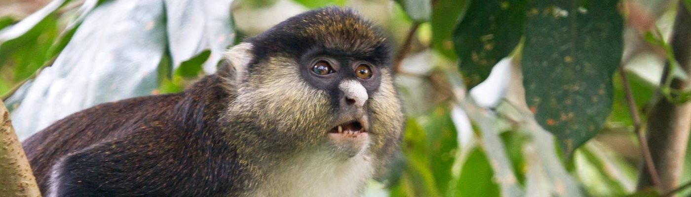 NYUNGWE FOREST NATIONAL PARK