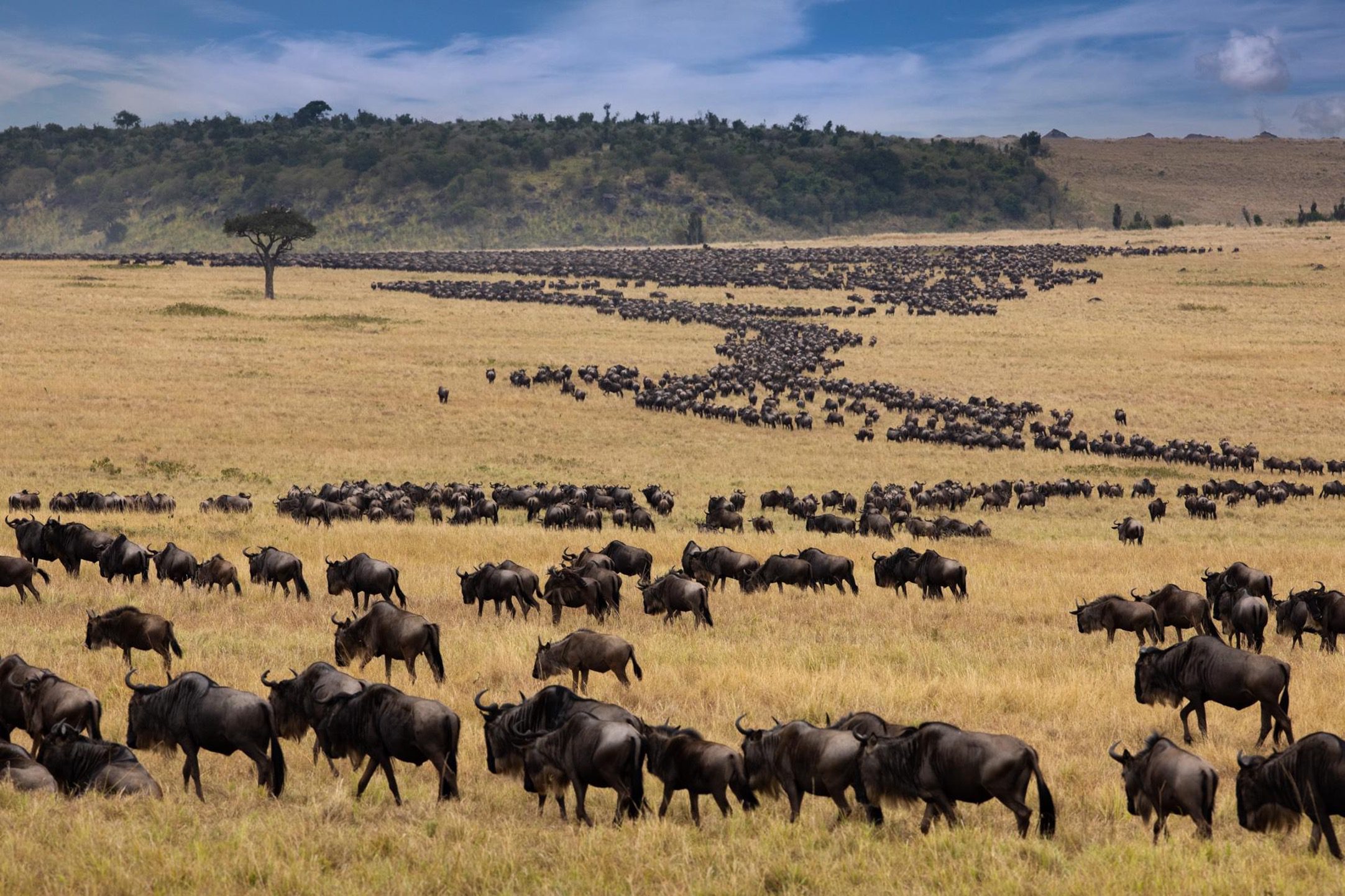 12 Days Kenya Tanzania Beach & Wildebeests Migration