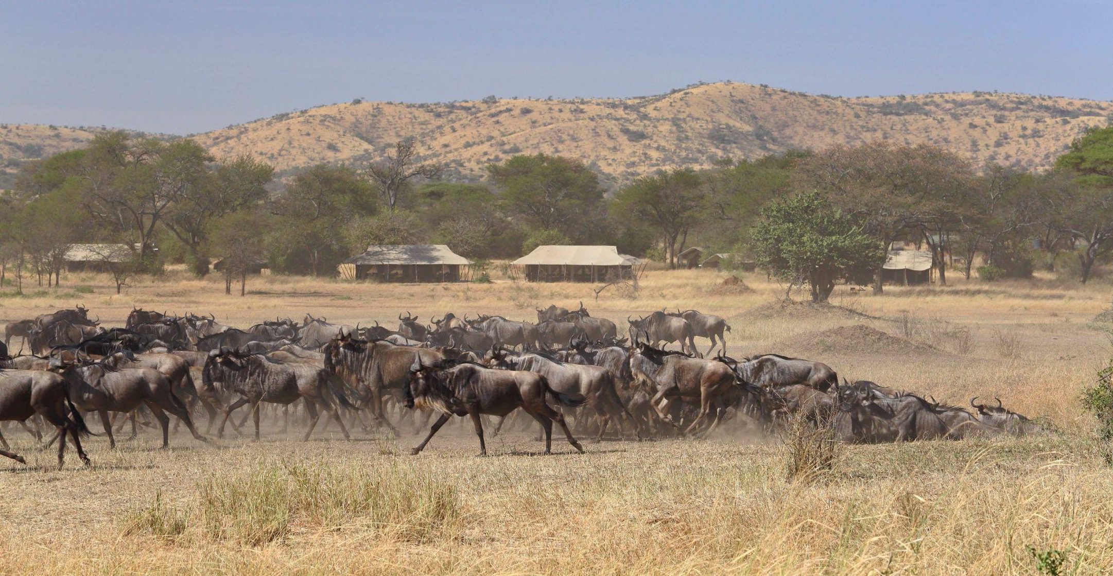 6 Days Tanzania Wildebeests Calving Safari