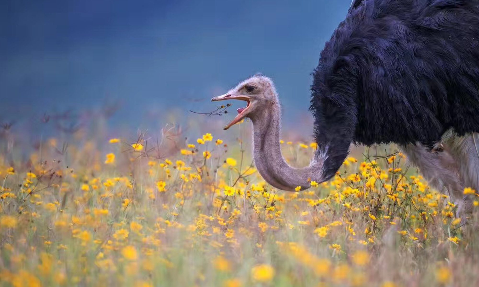 8 Days Kenya Tanzania Migration Safari