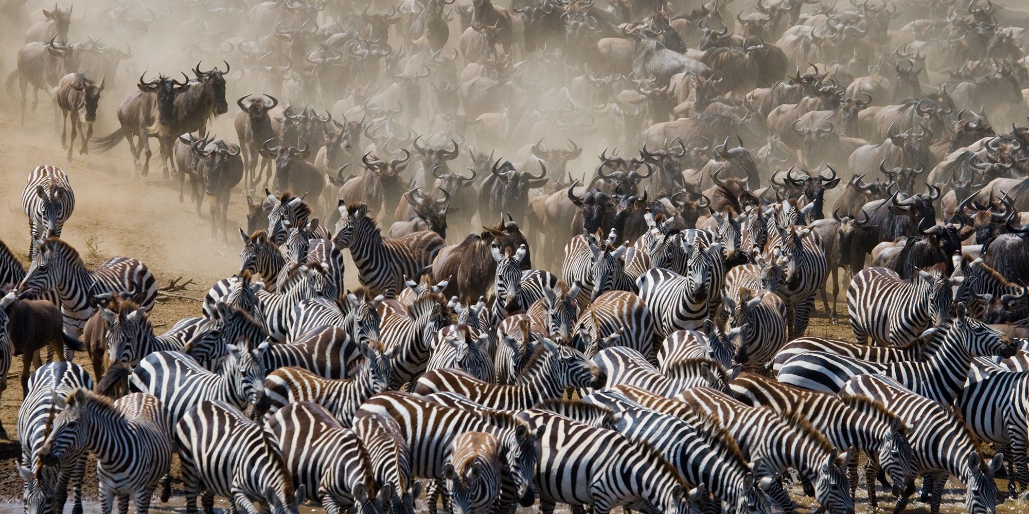 8 Days Tanzania Wildebeests Migration Safari