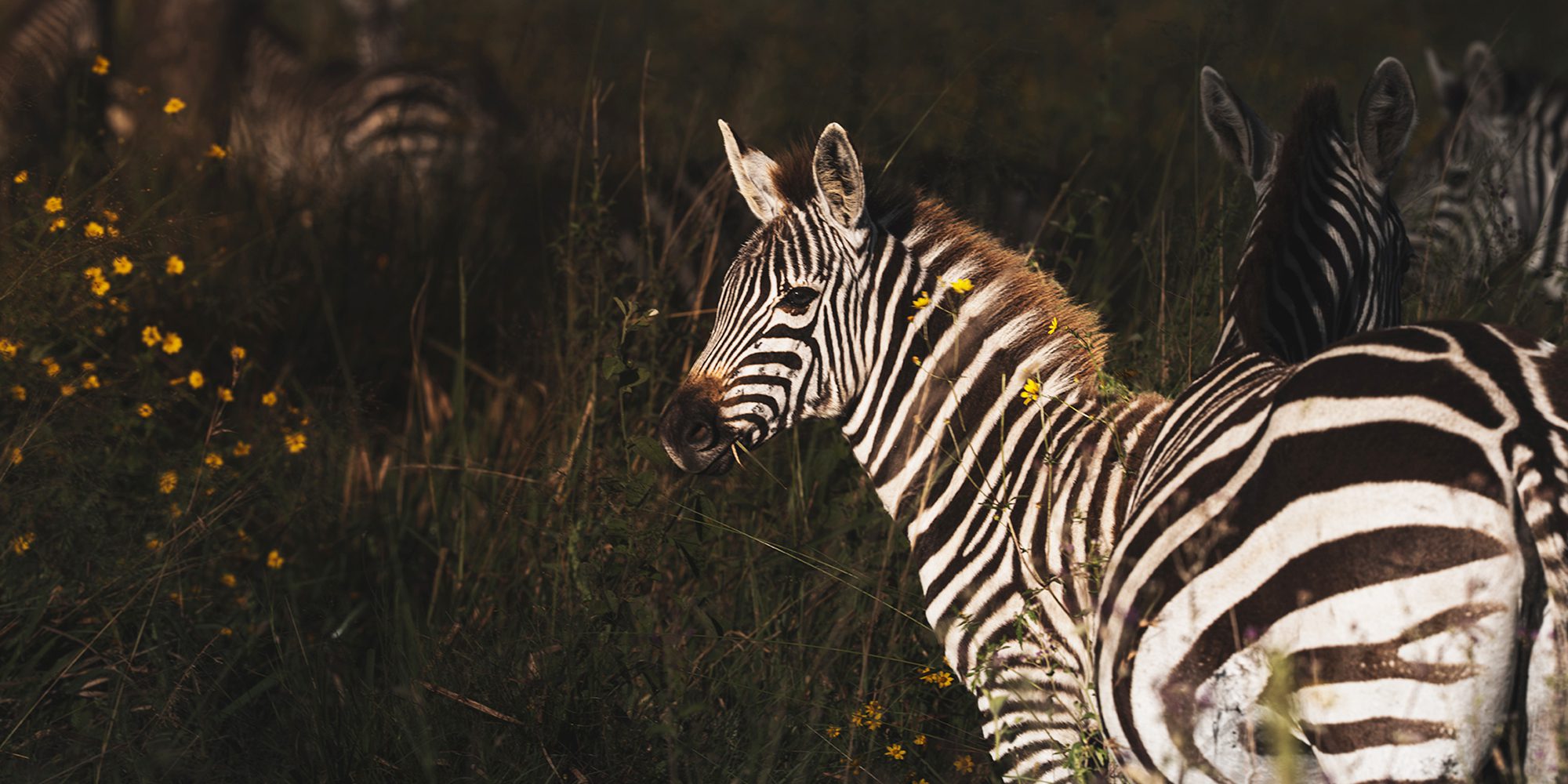 13 Days 12 Nights Kenya Tanzania Migration Photo Tour