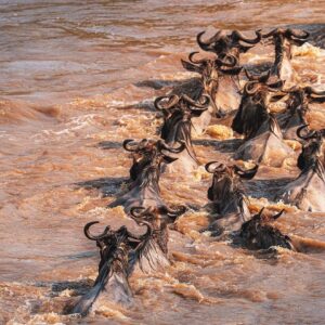 7-Day Amboseli, Great Rift Valley Lakes & Masai Mara Safari