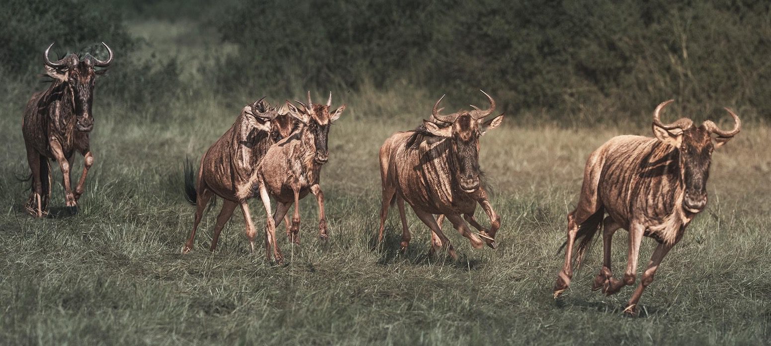 6-Day Tanzania Calving Safari