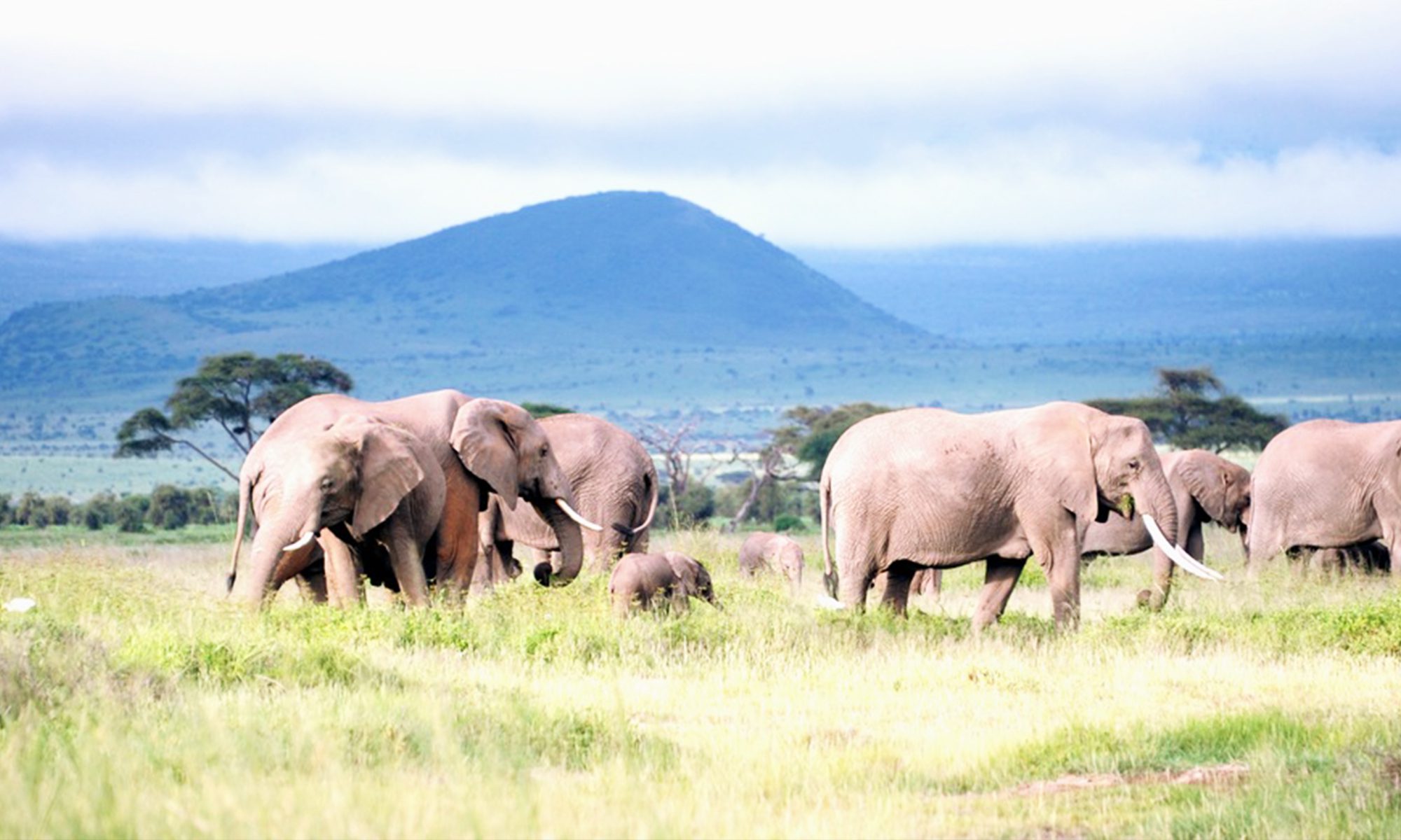 8-Day Kenya-Tanzania Migration Safari