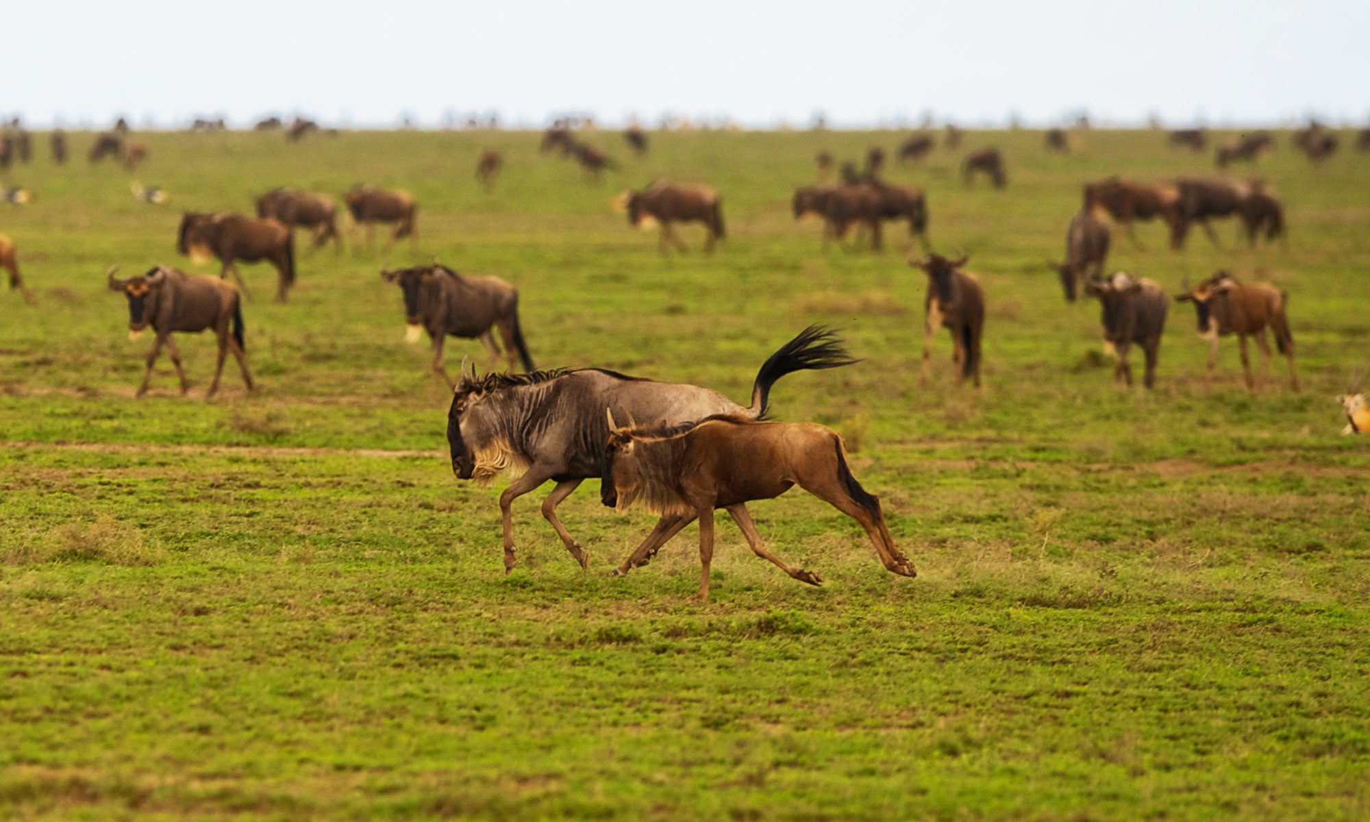 8-Day Tanzania Calving Luxury Safari