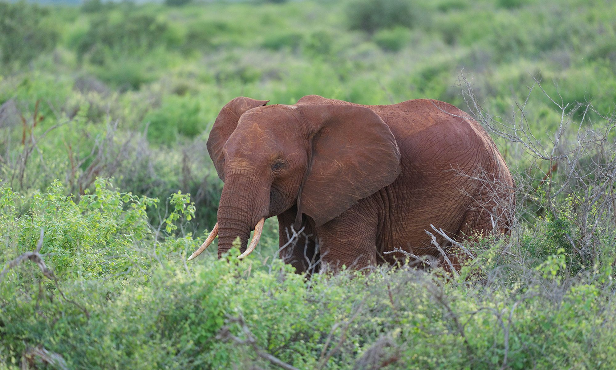14-Day Wildlife Photography