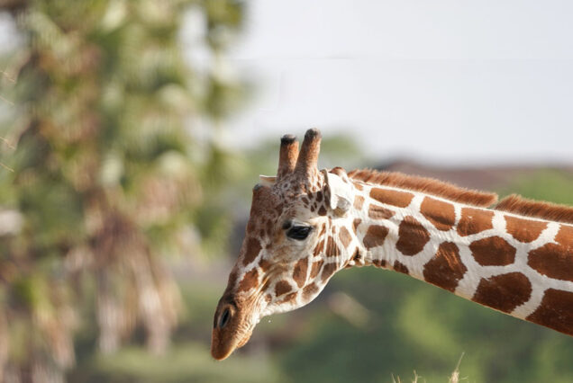 12-Day Wildlife Photography