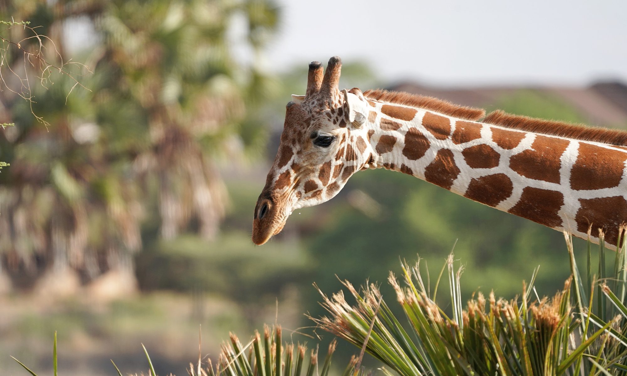 12-Day Wildlife Photography