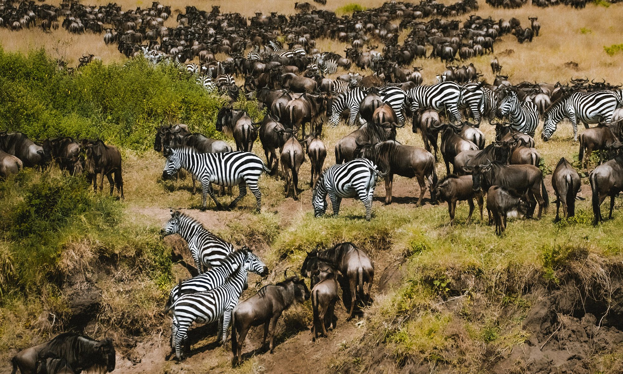7-Day Kenya-Tanzania Migration Safari