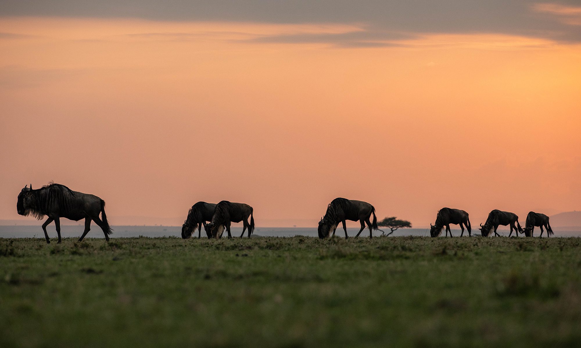 15-Day Wildlife Photography
