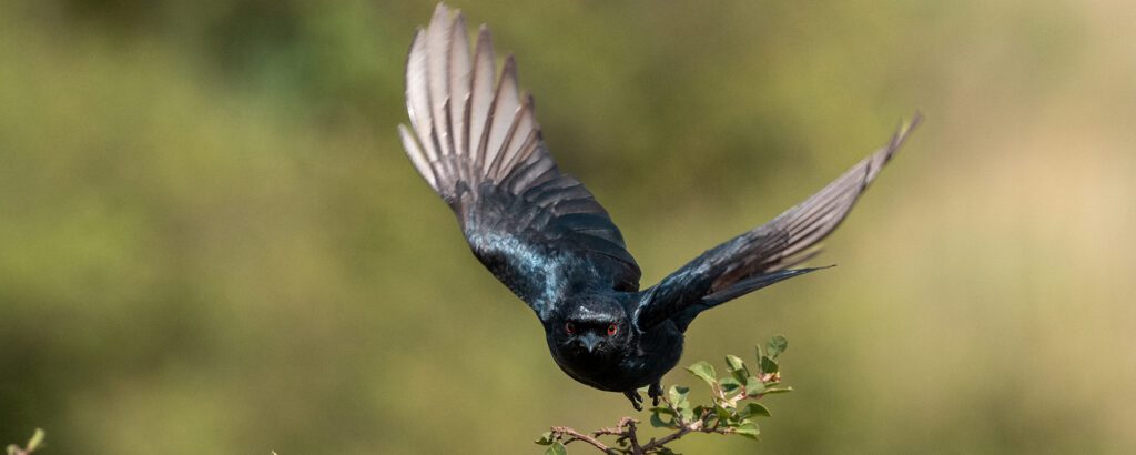 This image has an empty alt attribute; its file name is Bird-Flying-1024x410.jpg