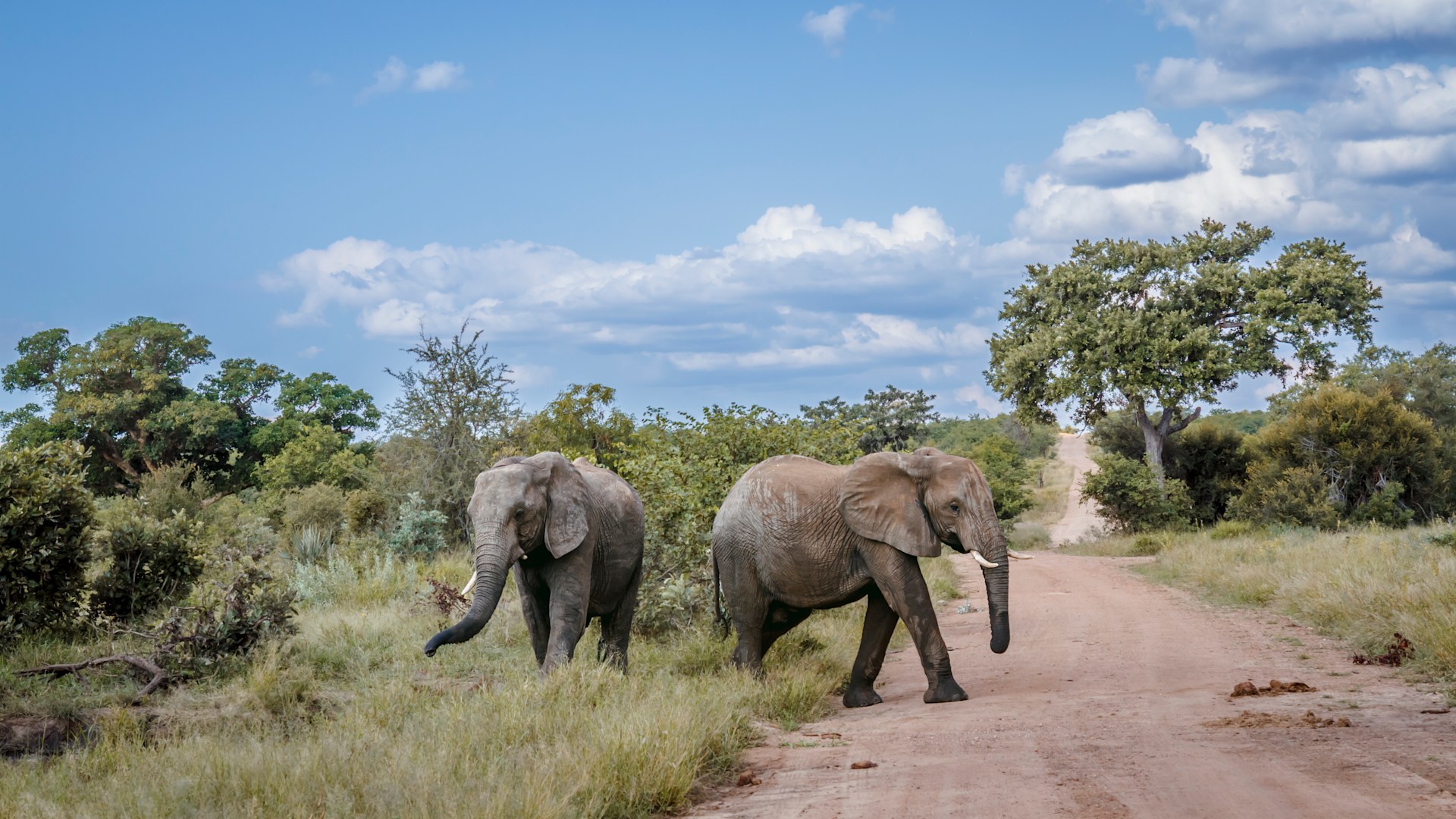 Javascript Elephant Best National Parks in Africa for Wildlife Photography. – Bobu Africa