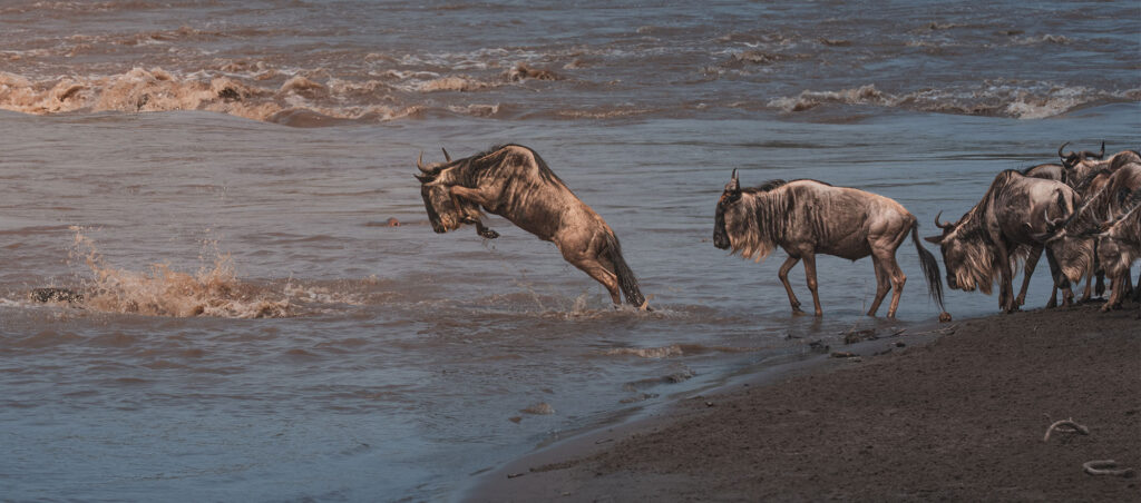Mara River Crossing
