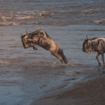 Mara River Crossing