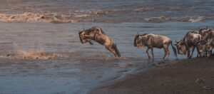 Mara River Crossing