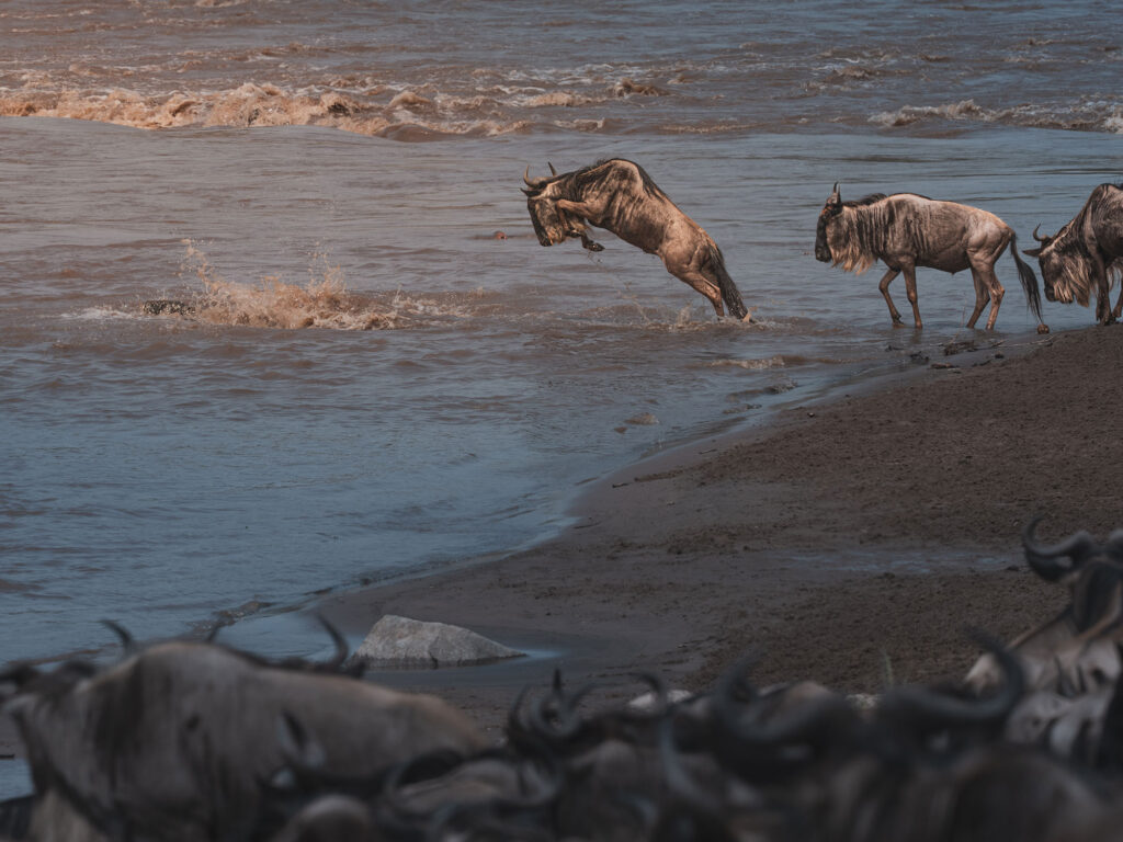 Great Migration Crossing