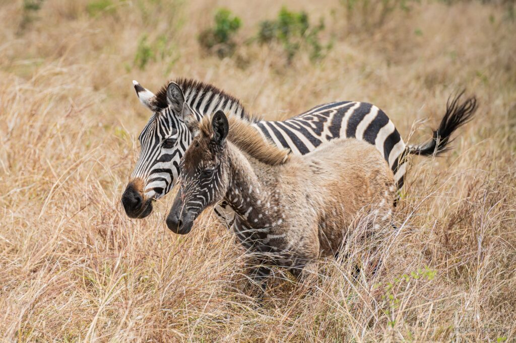 spotted zebra mara serengeti ecosystem; photo: photostatic world