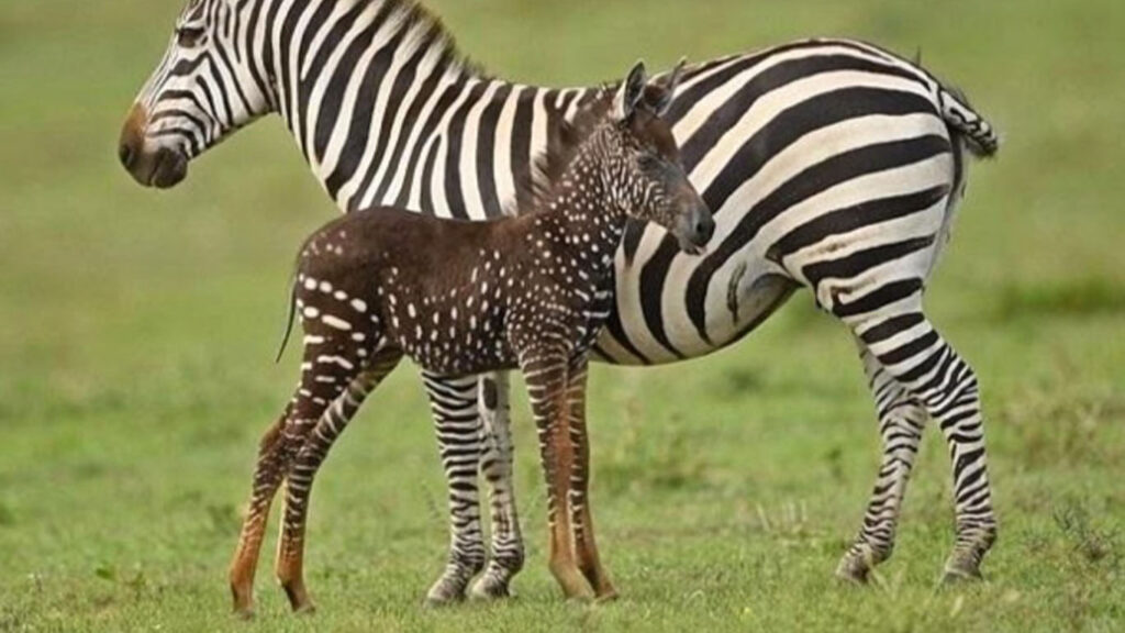 a rare zebra in Kenya, Photo: Masai Mara National Park