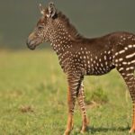 tira-polka-dot-zebra-in-masai-mara-kenya