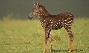 tira-polka-dot-zebra-in-masai-mara-kenya